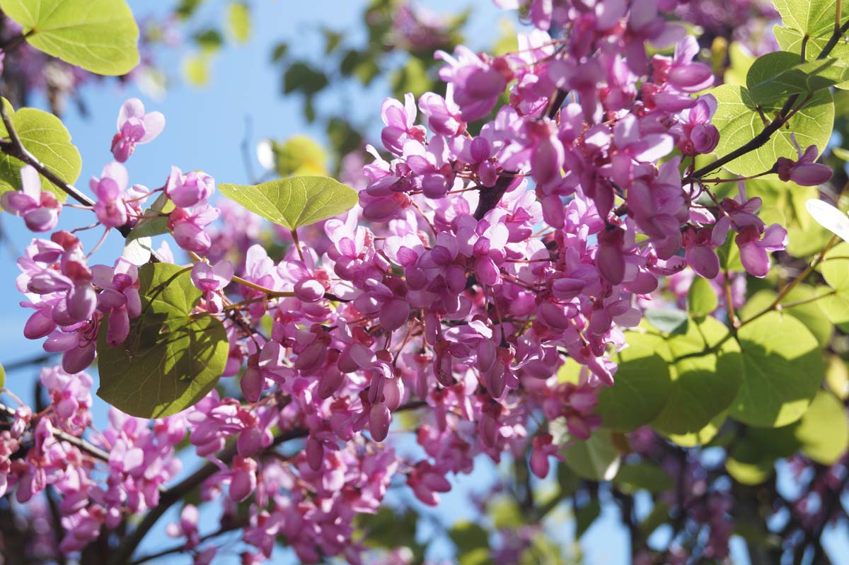 Cercis siliquastrum meerstammig / struik bloem