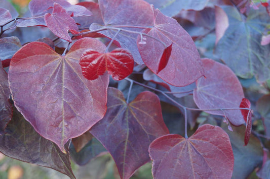 Cercis canadensis 'Forest Pansy' Tuinplanten