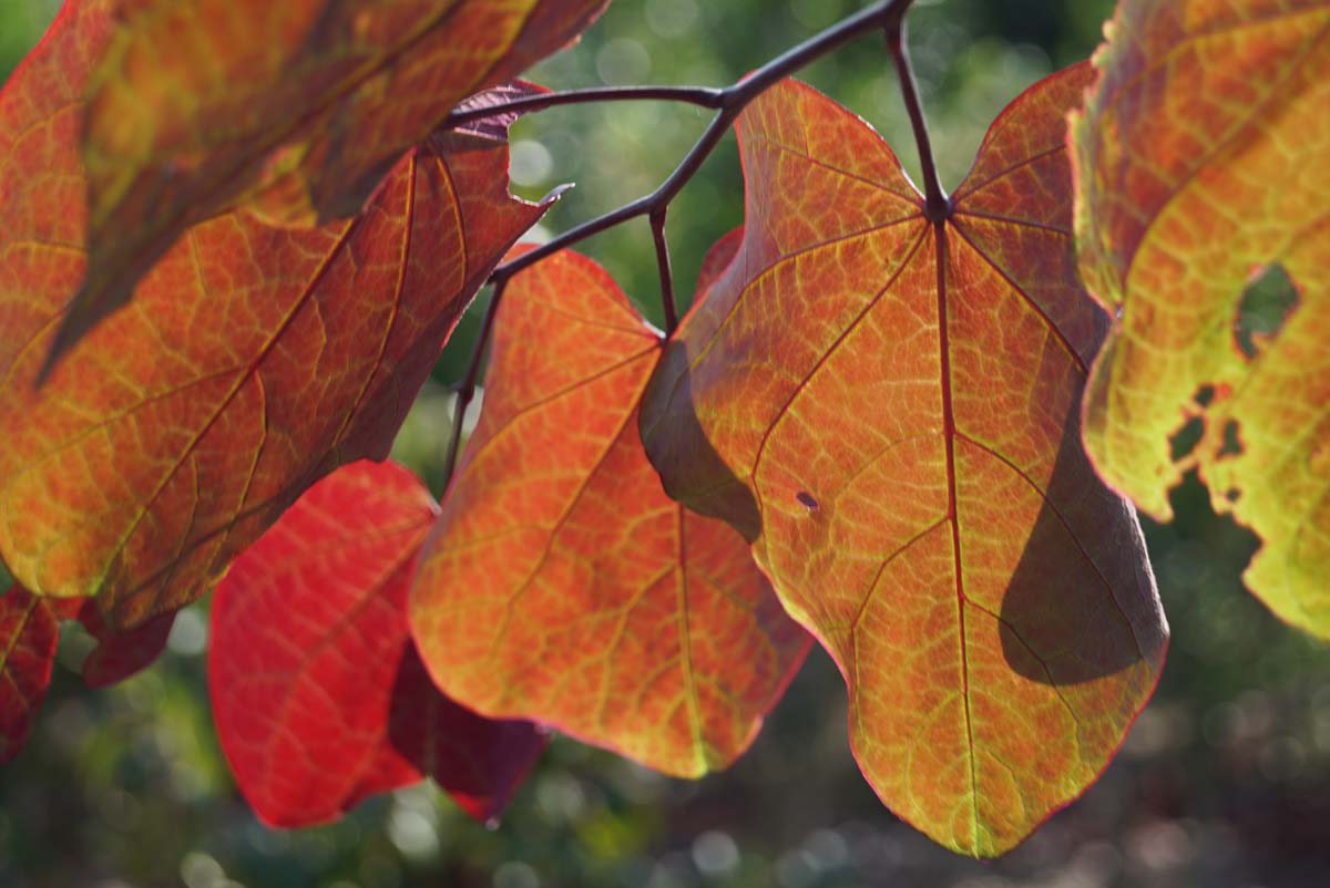 Cercis canadensis 'Forest Pansy' op stam