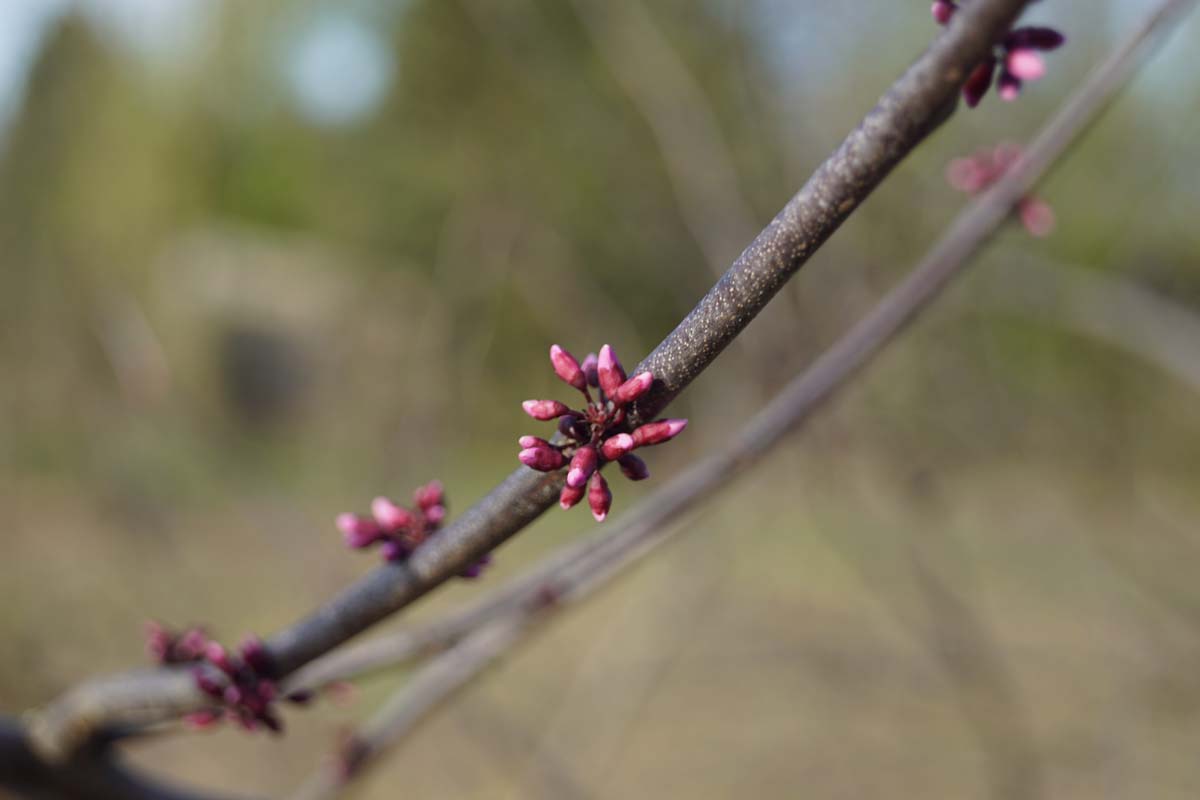 Cercis canadensis 'Forest Pansy' op stam
