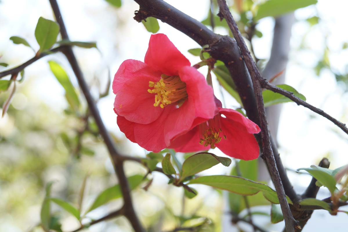 Chaenomeles cathayensis Tuinplanten