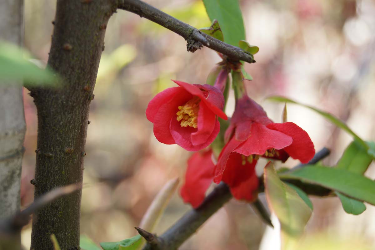 Chaenomeles cathayensis Tuinplanten