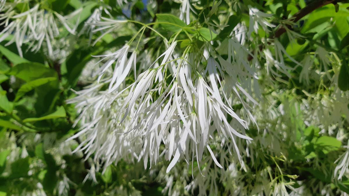Chionanthus virginicus meerstammig / struik