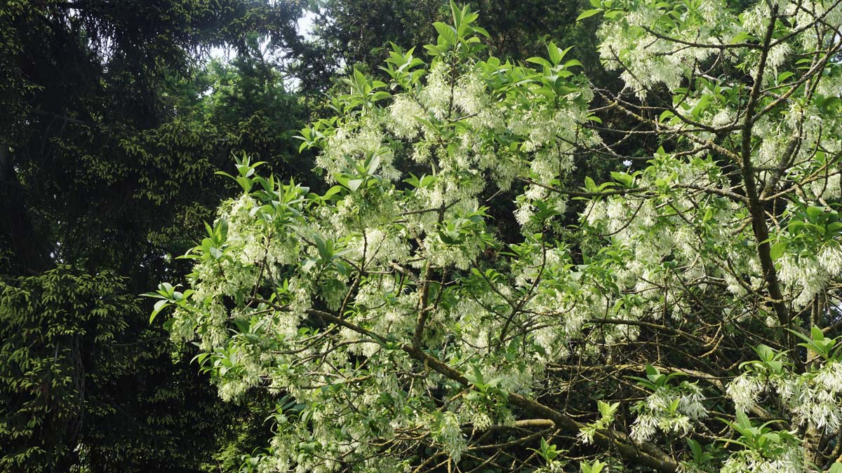 Chionanthus virginicus meerstammig / struik