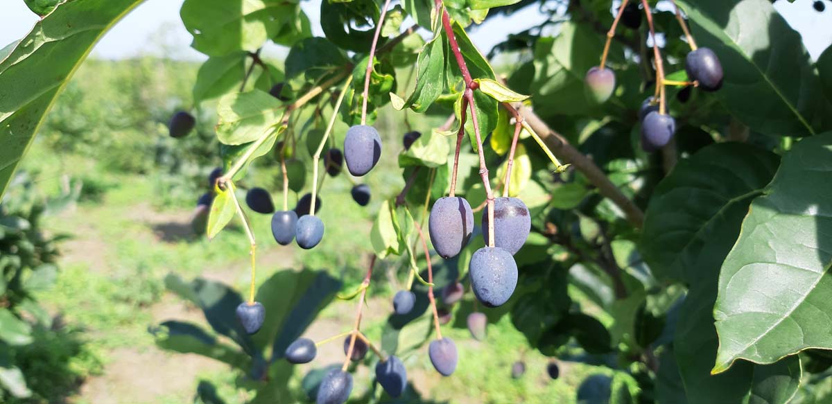 Chionanthus virginicus meerstammig / struik
