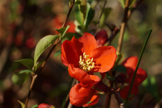 Chaenomeles superba 'Clementine'