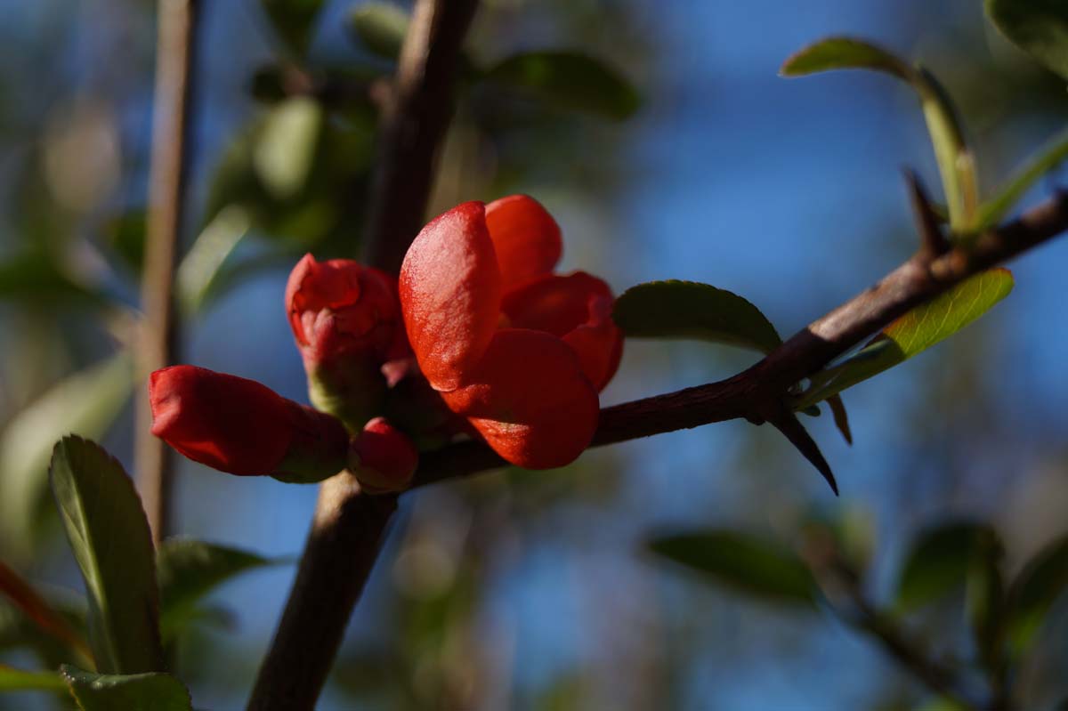 Chaenomeles superba 'Clementine'