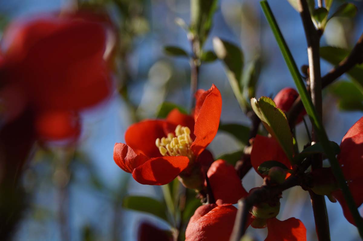 Chaenomeles superba 'Clementine'