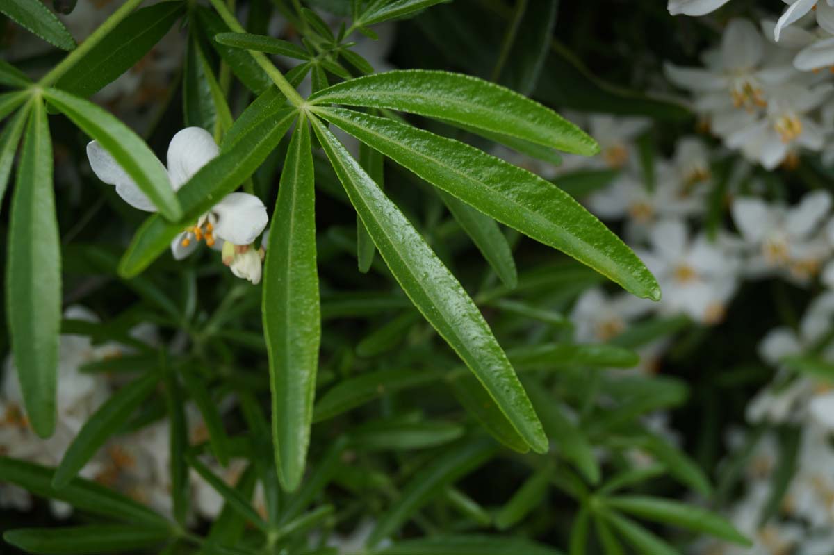 Choisya 'Aztec Pearl' Tuinplanten