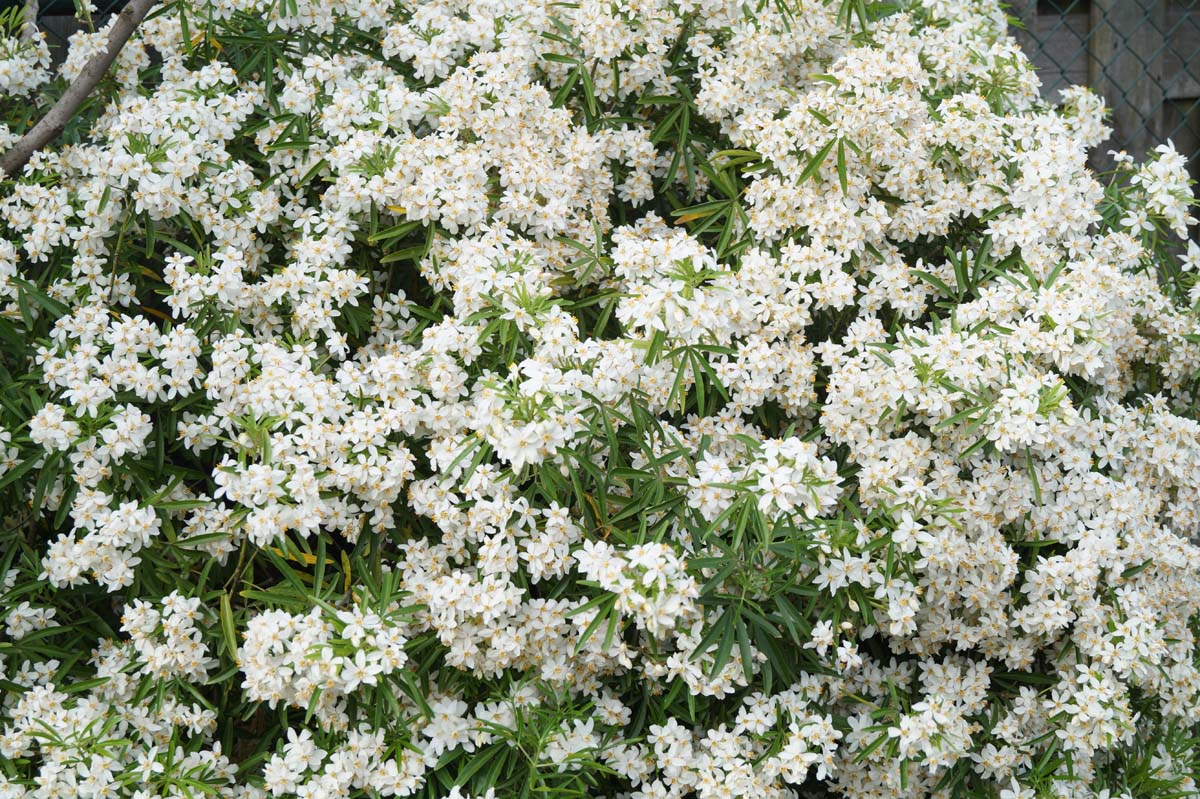 Choisya 'Aztec Pearl'