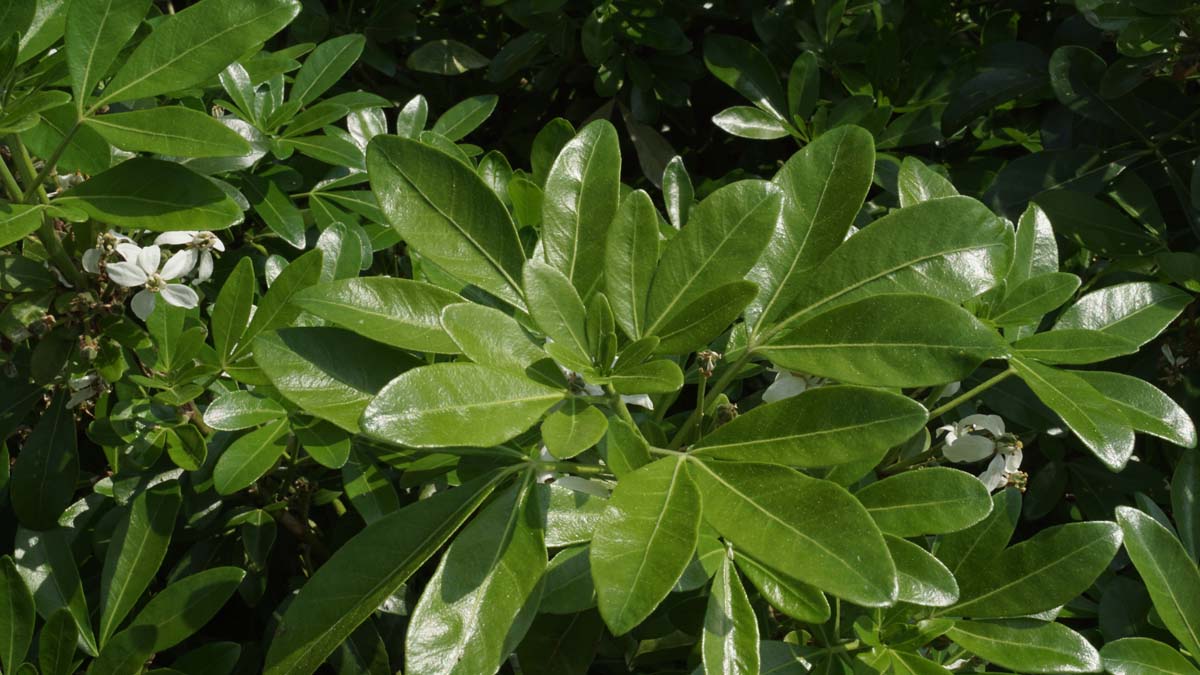 Choisya ternata