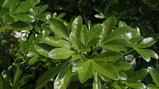 Choisya ternata Tuinplanten