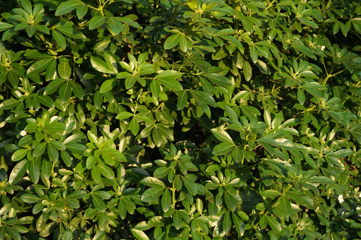 Choisya ternata op stam