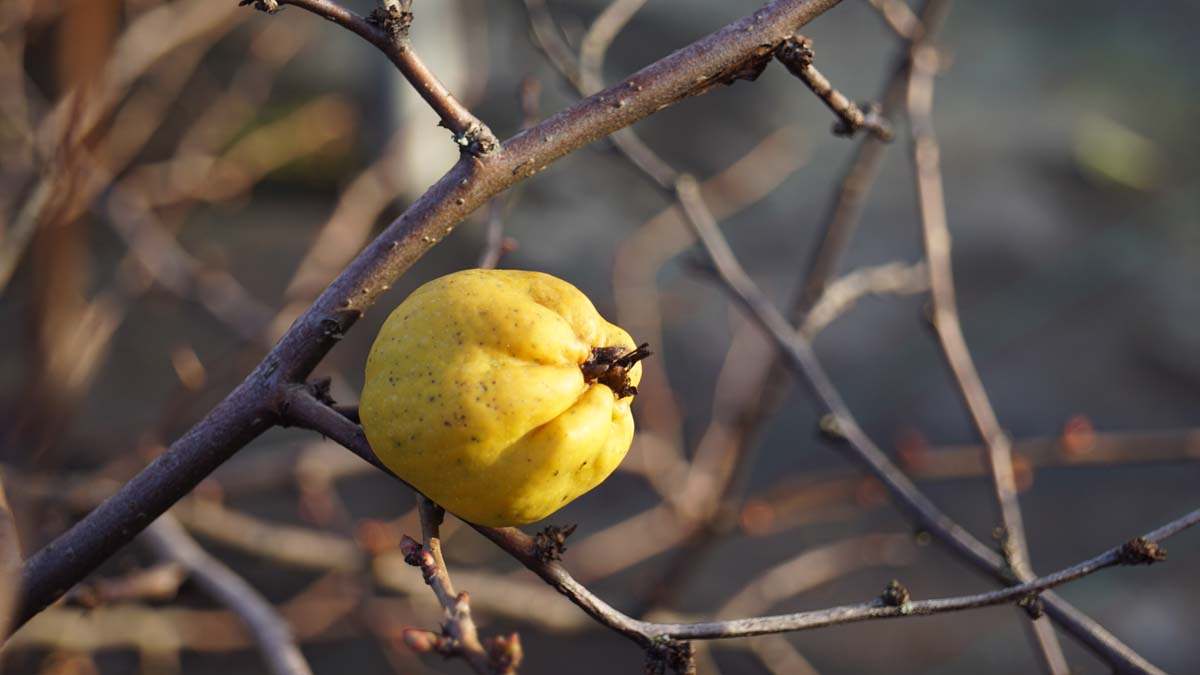 Chaenomeles superba 'Jet Trail'