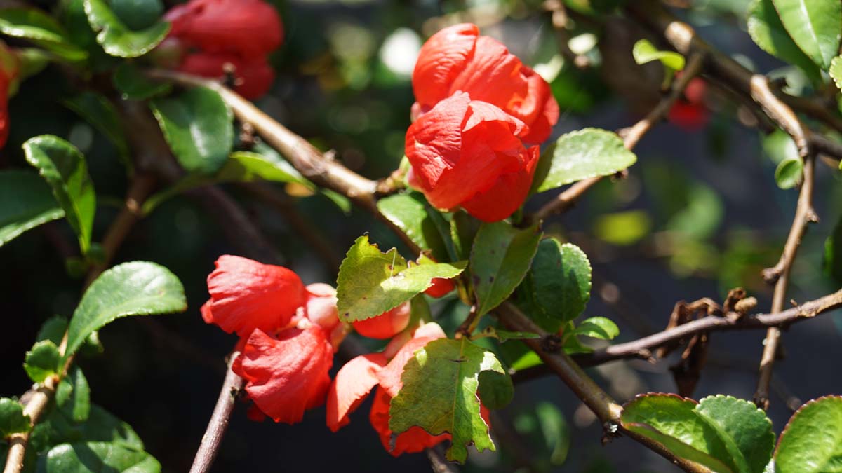 Chaenomeles superba 'Red Trail'
