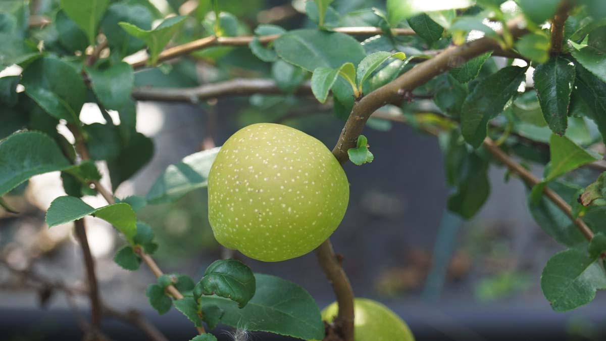 Chaenomeles superba 'Red Trail'