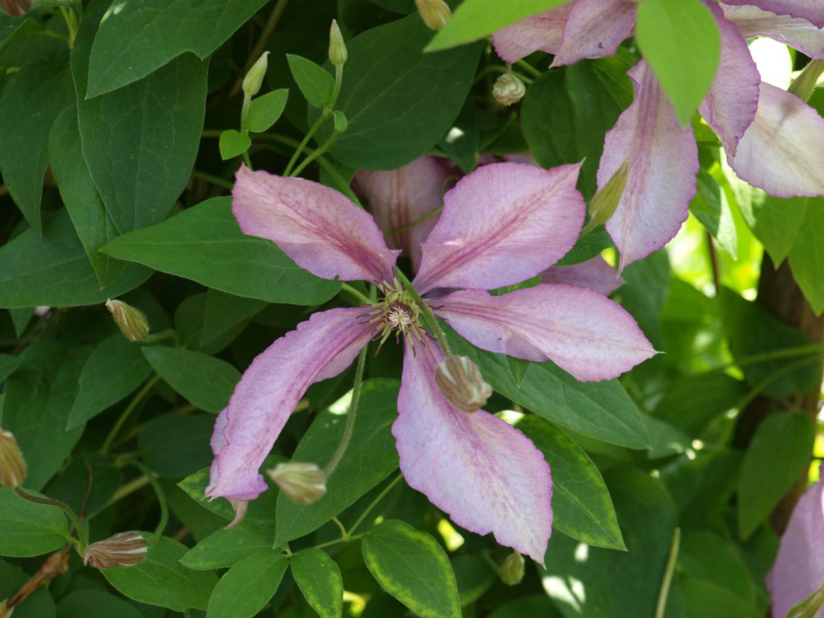 Clematis 'Nelly Moser'