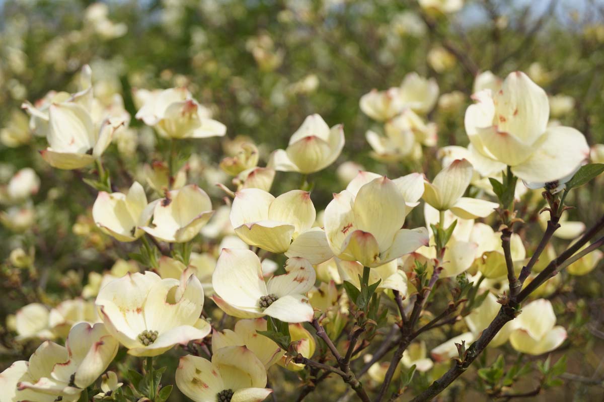 Cornus 'Ascona' solitair bloesem