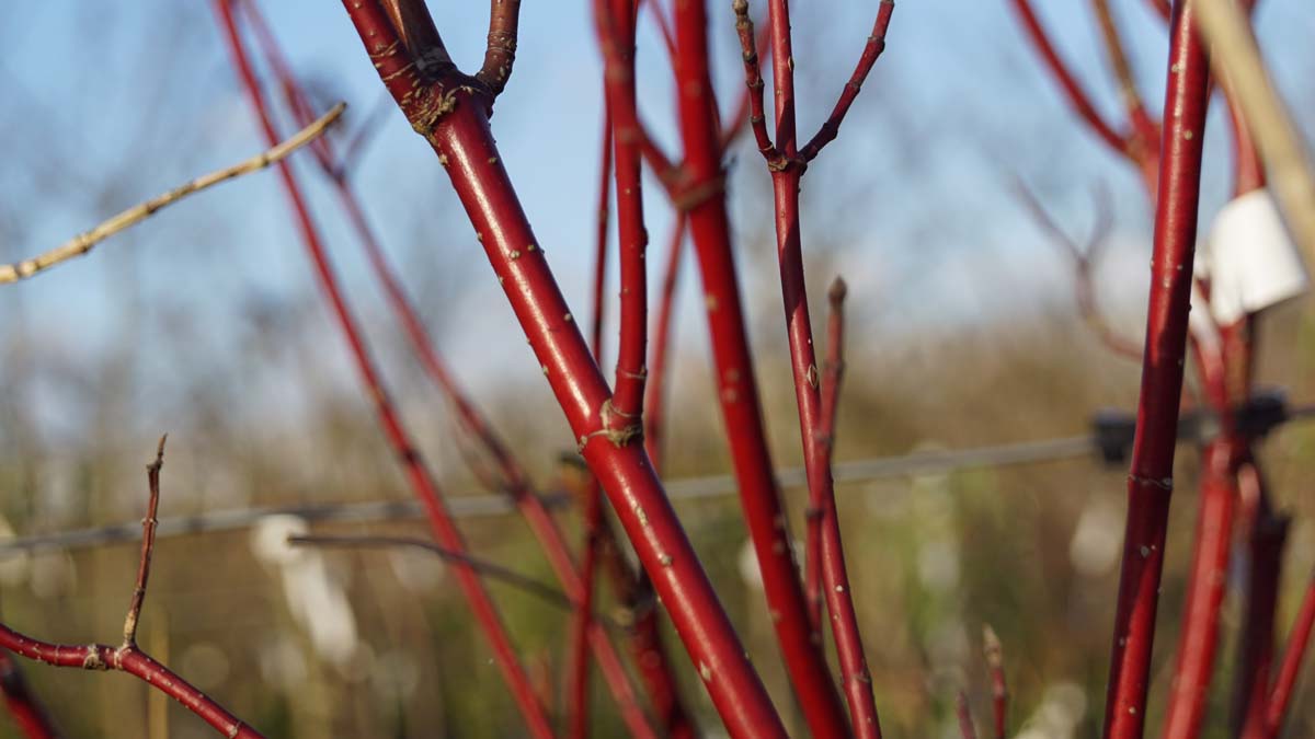Cornus alba 'Aurea' haagplant