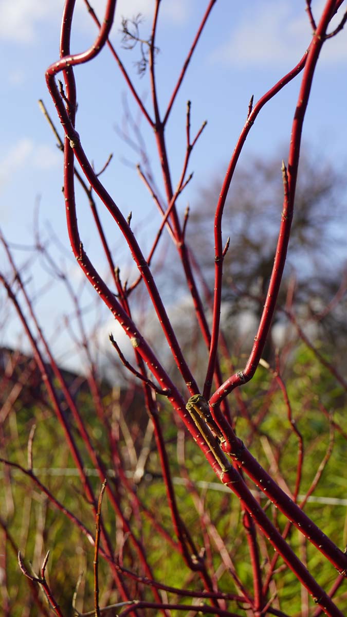 Cornus alba 'Aurea' Tuinplanten