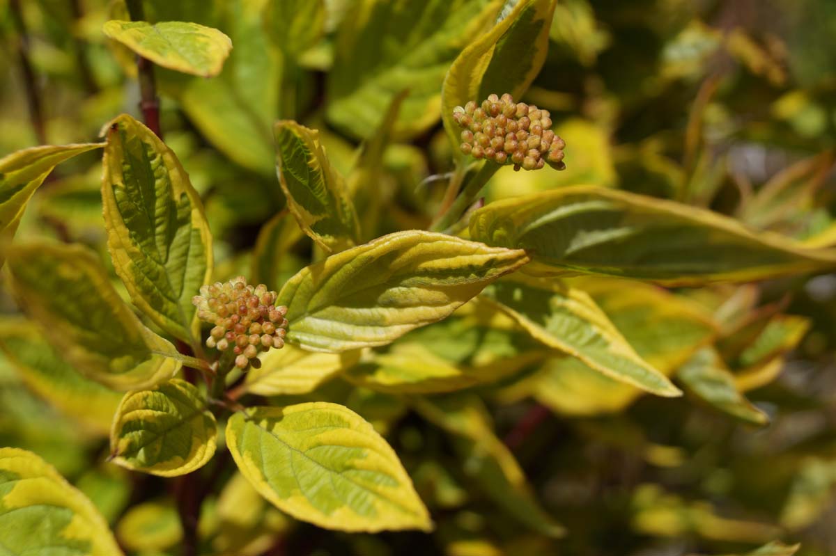 Cornus alba 'Gouchaultii' meerstammig / struik