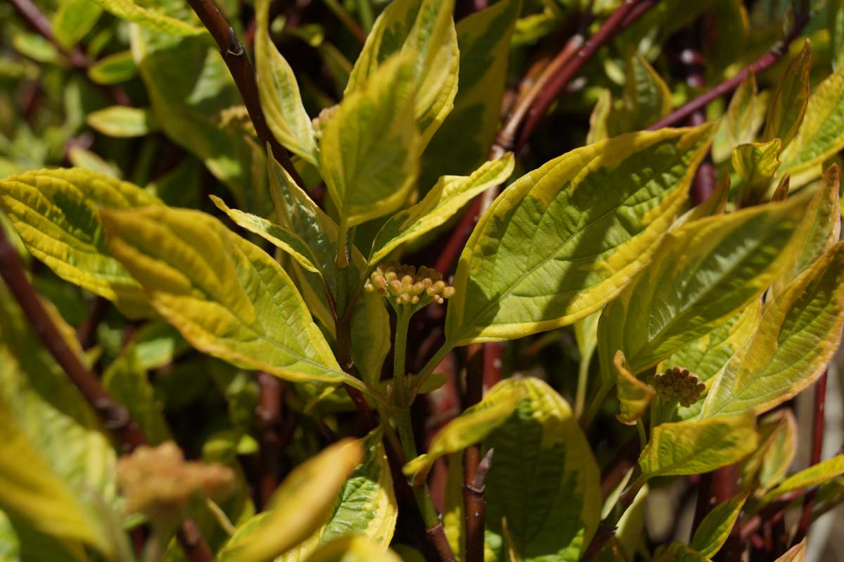 Cornus alba 'Gouchaultii' meerstammig / struik