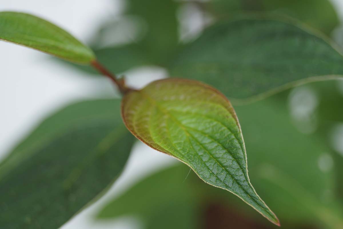 Cornus alba 'Kesselringii' op stam