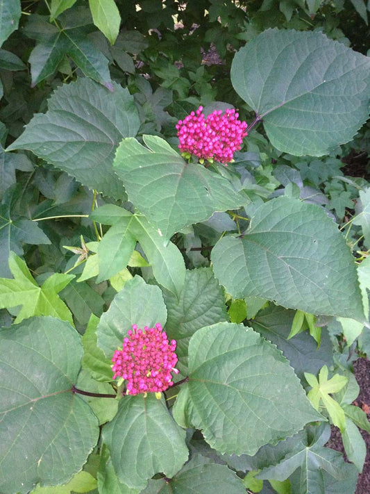 Clerodendrum bungei