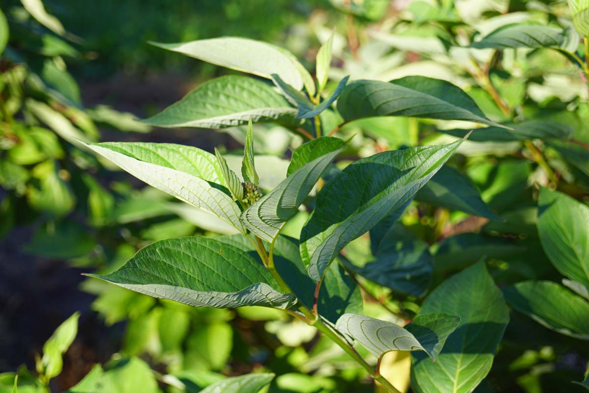 Cornus alba 'Sibirica' Tuinplanten blad