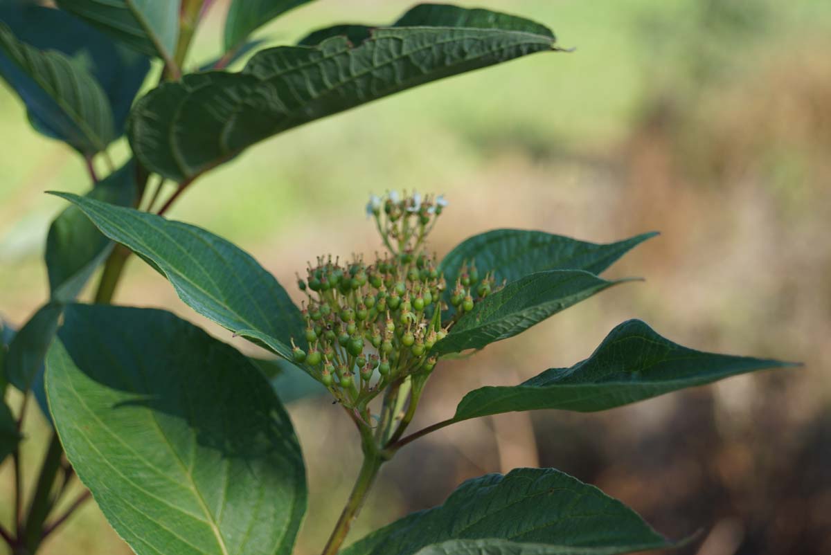 Cornus alba 'Sibirica' op stam blad