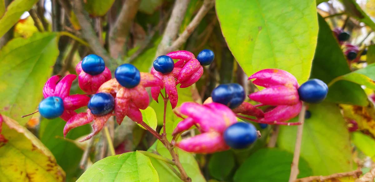 Clerodendrum trichotomum Tuinplanten vrucht