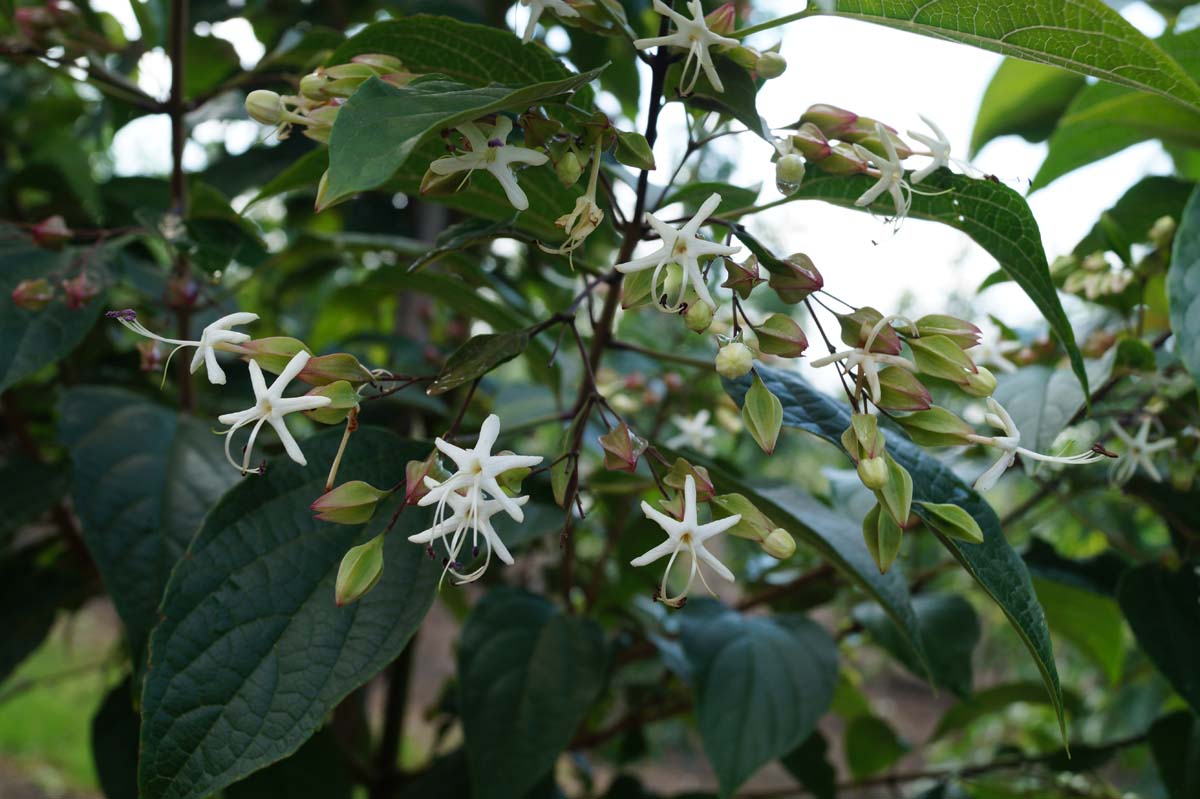 Clerodendrum trichotomum fargesii op stam