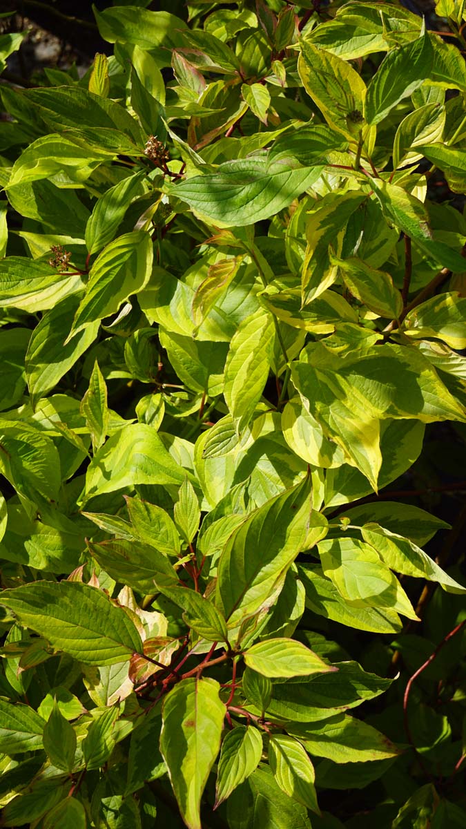 Cornus alba 'Spaethii' Tuinplanten blad