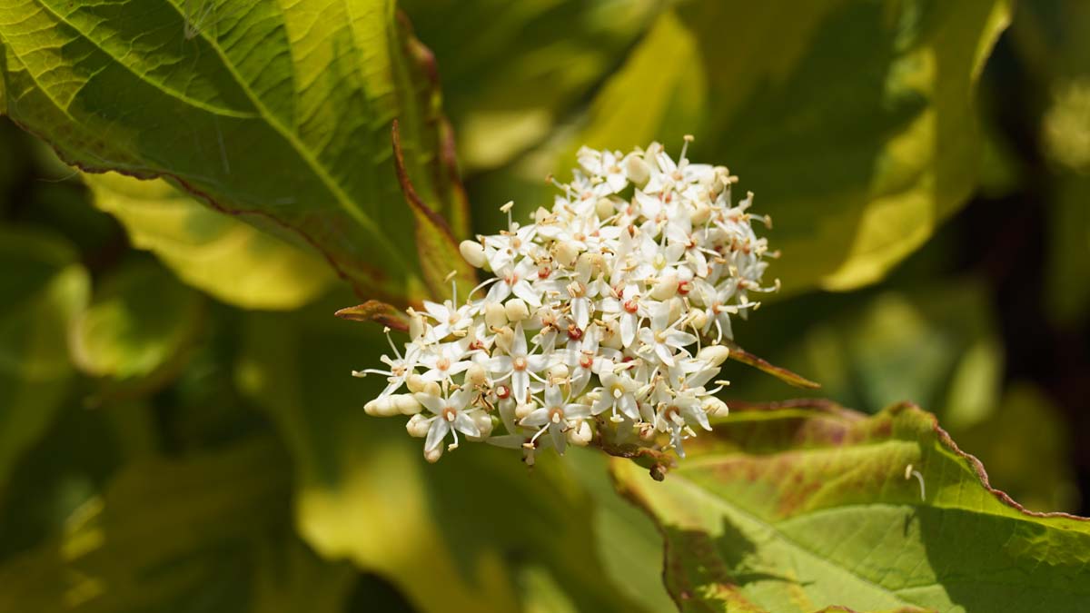 Cornus alba 'Spaethii' meerstammig / struik bloem