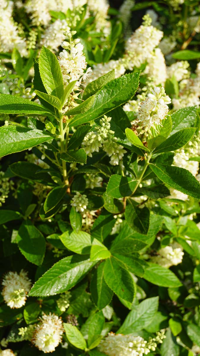 Clethra alnifolia Tuinplanten