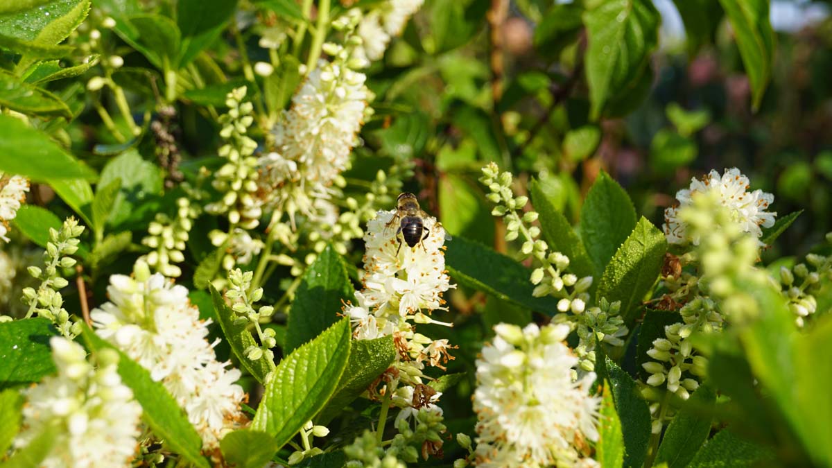 Clethra alnifolia Tuinplanten