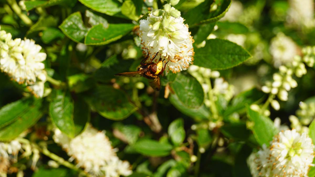 Clethra alnifolia Tuinplanten