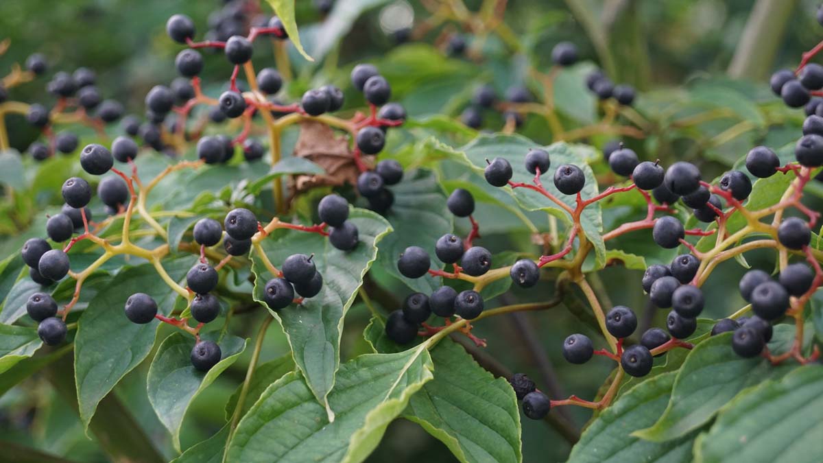Cornus alternifolia solitair vrucht