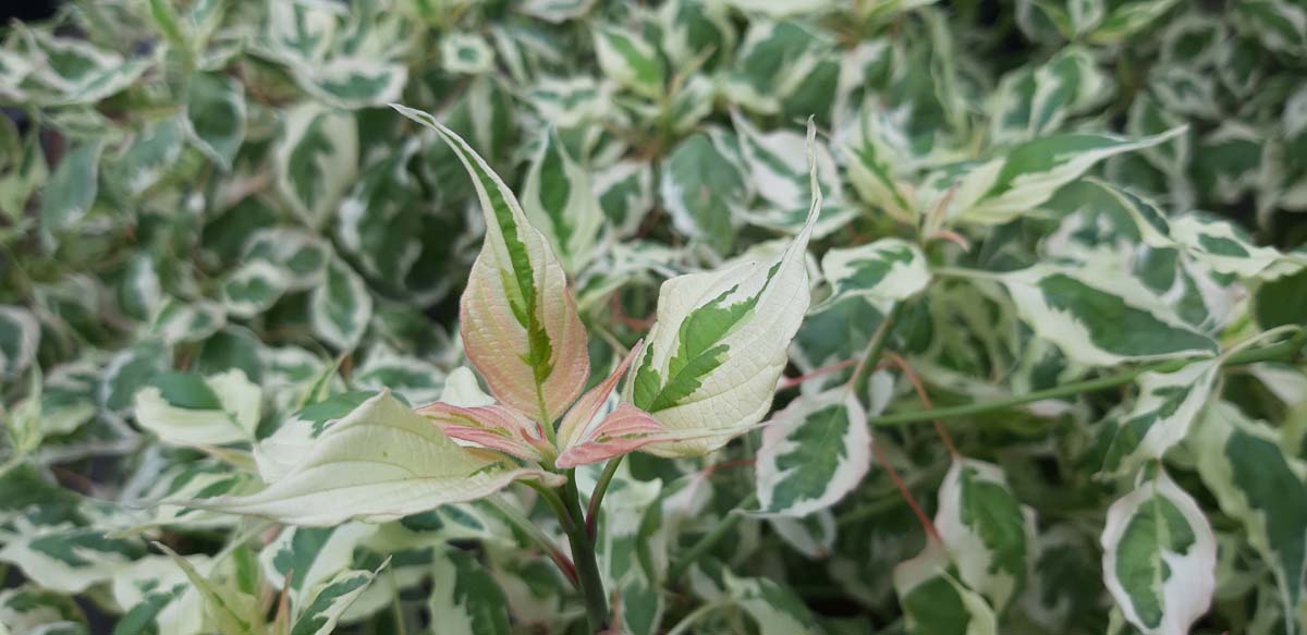 Cornus alternifolia 'Argentea'