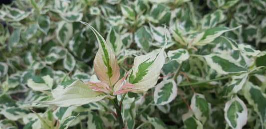 Cornus alternifolia 'Argentea' Tuinplanten blad
