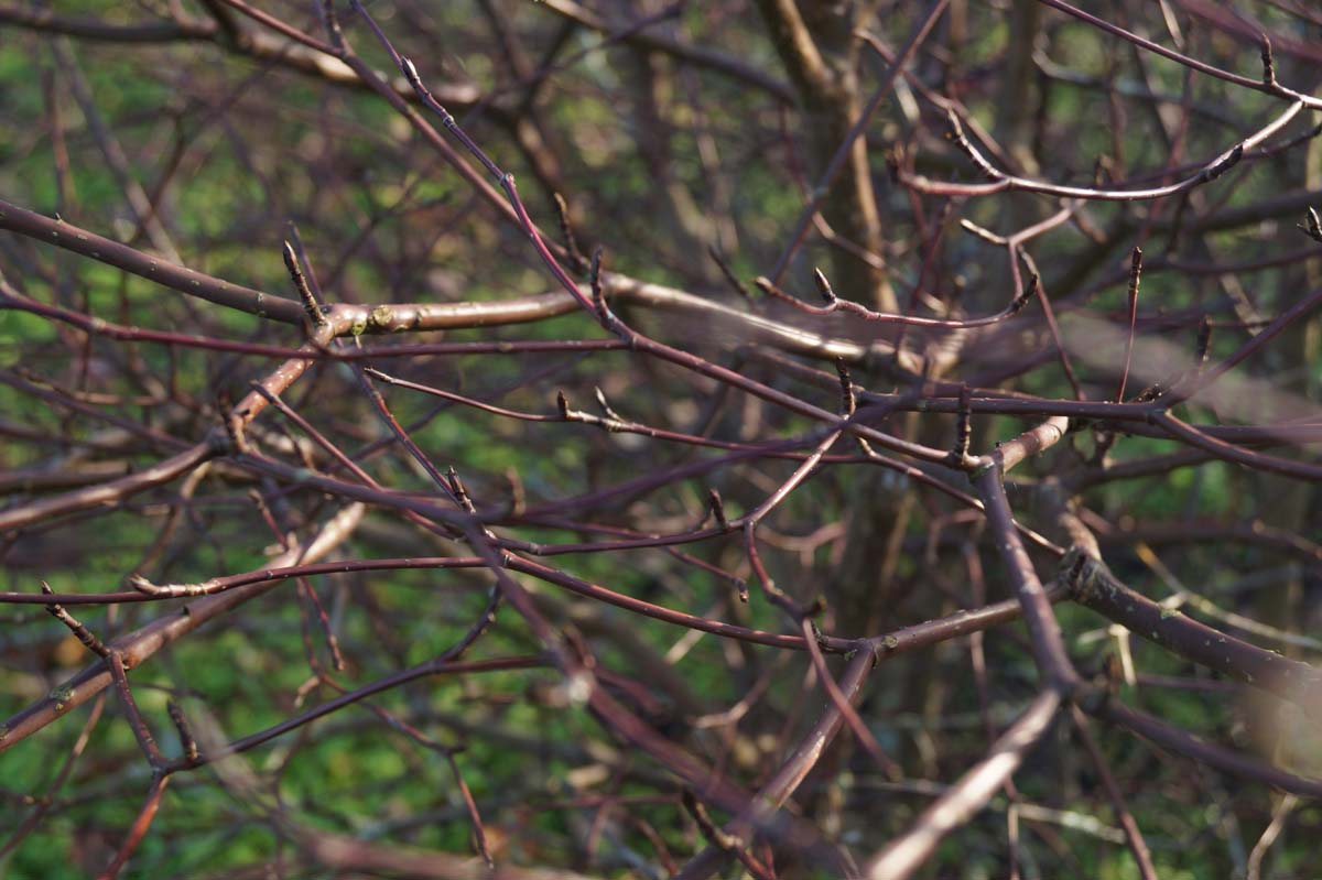 Cornus alternifolia 'Argentea' Tuinplanten