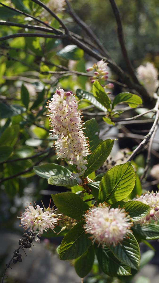 Clethra alnifolia 'Pink Spire' Tuinplanten bloem