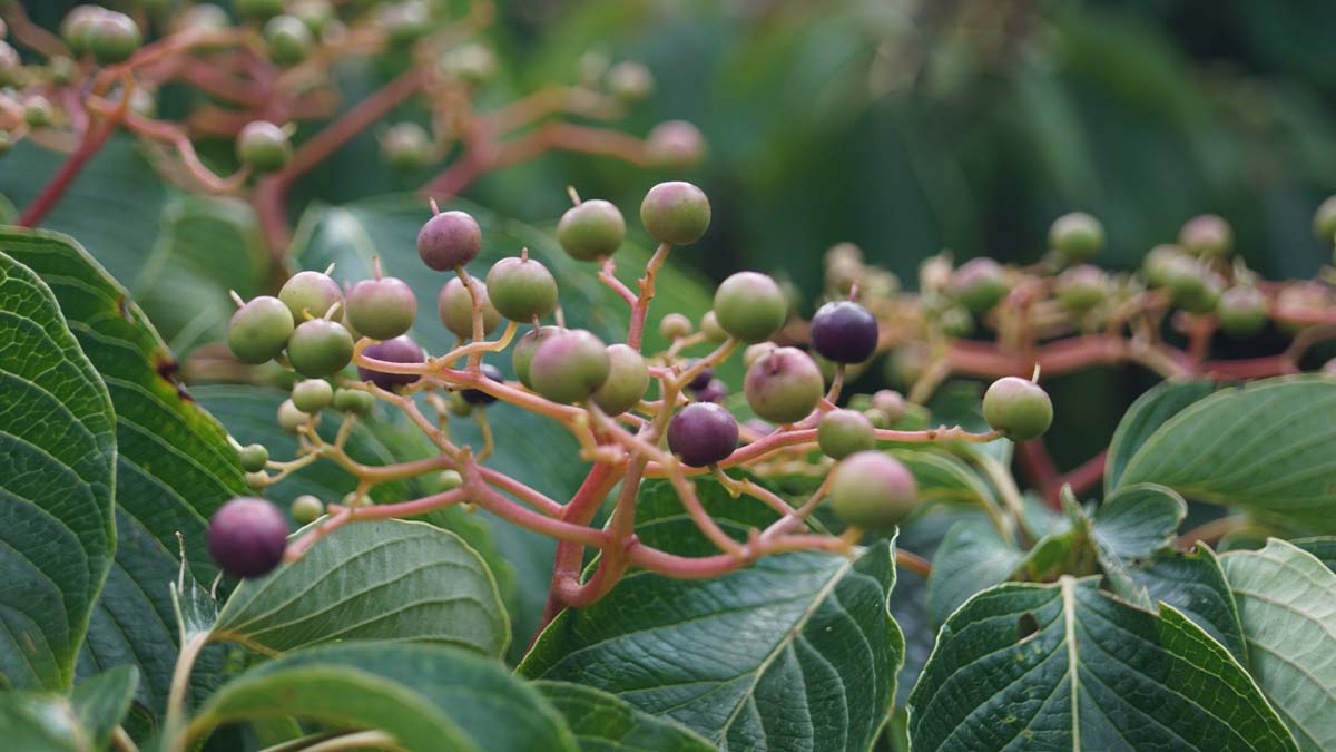 Cornus controversa 'Pagoda' bes