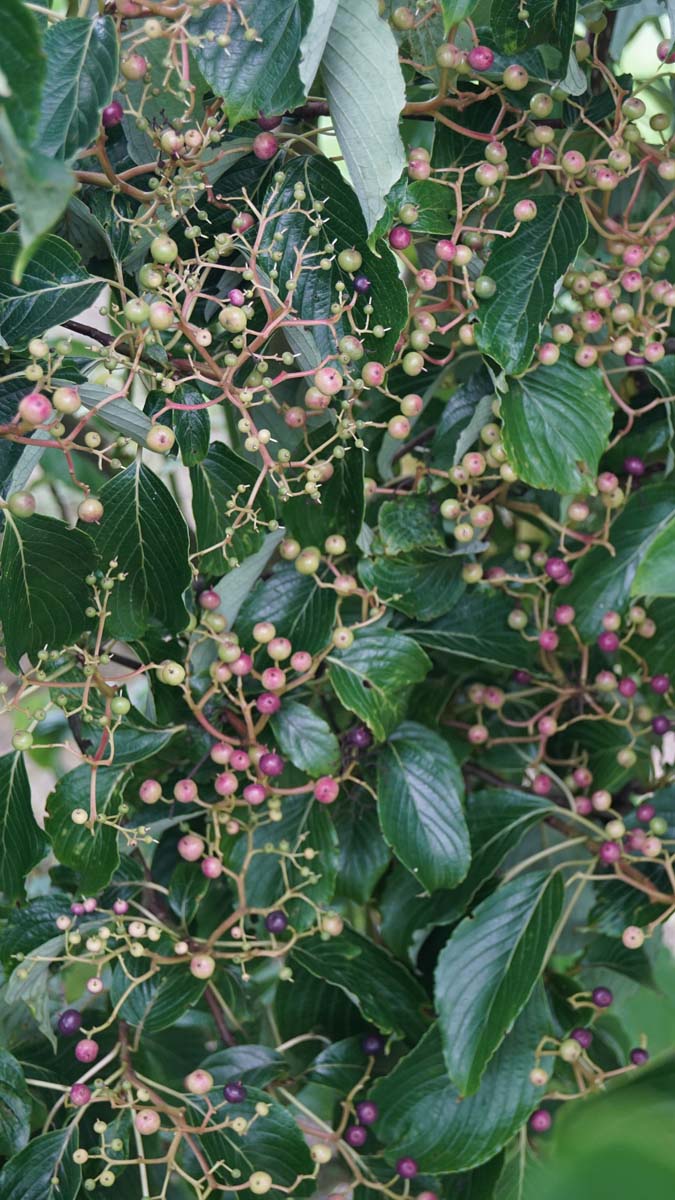 Cornus controversa 'Pagoda' Tuinplanten bes