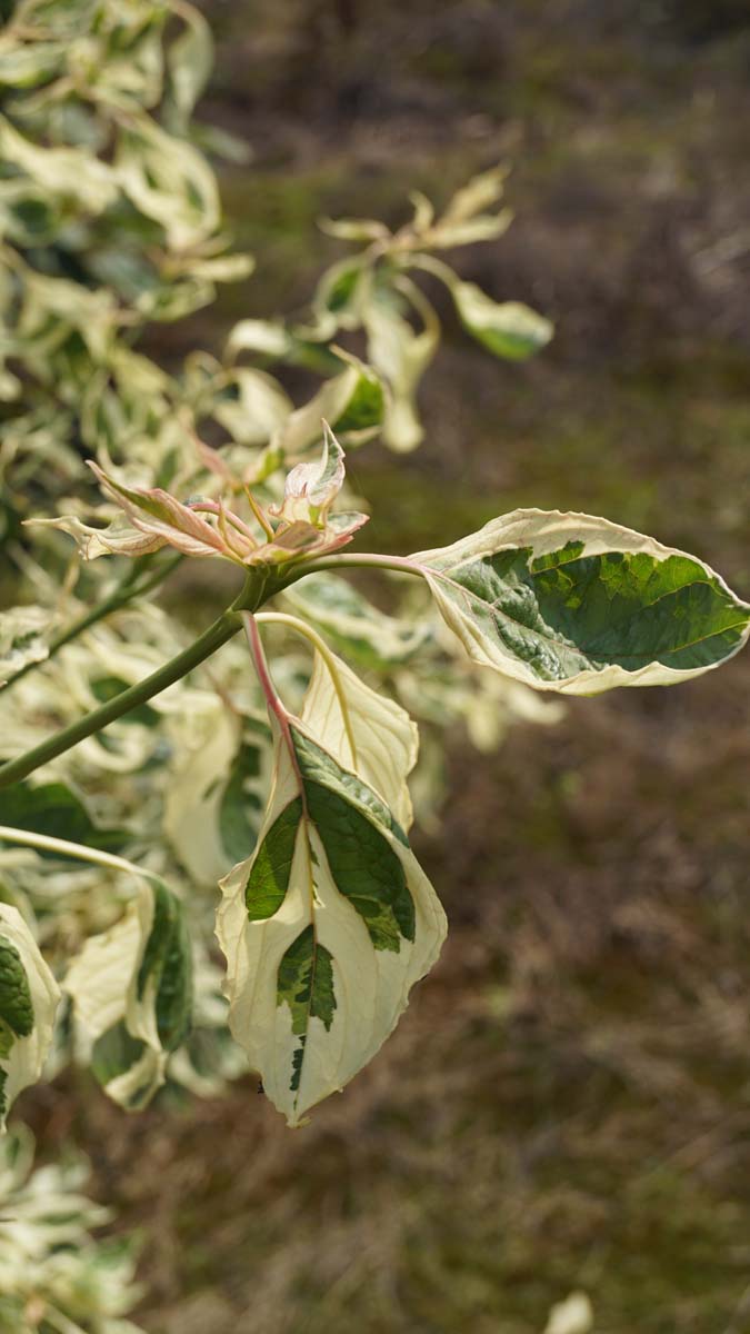 Cornus controversa 'Variegata' solitair blad