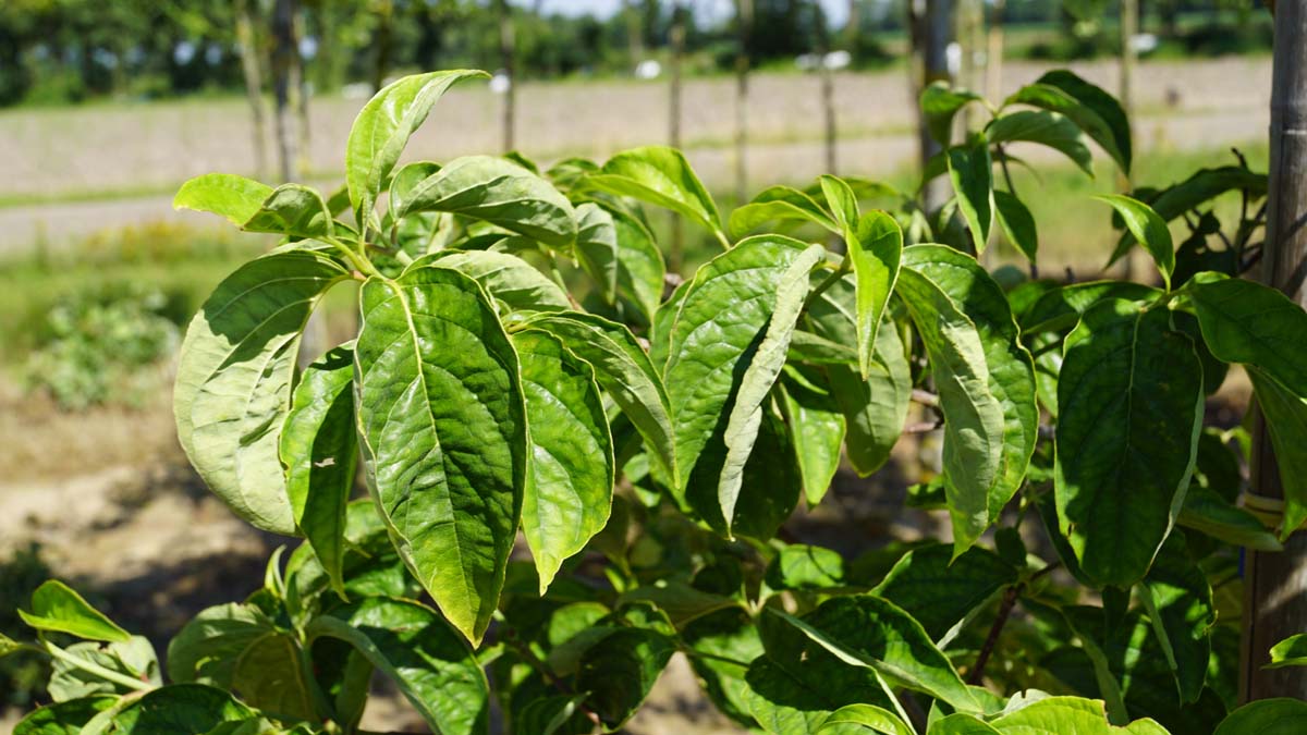 Cornus 'Eddie's White Wonder' Tuinplanten