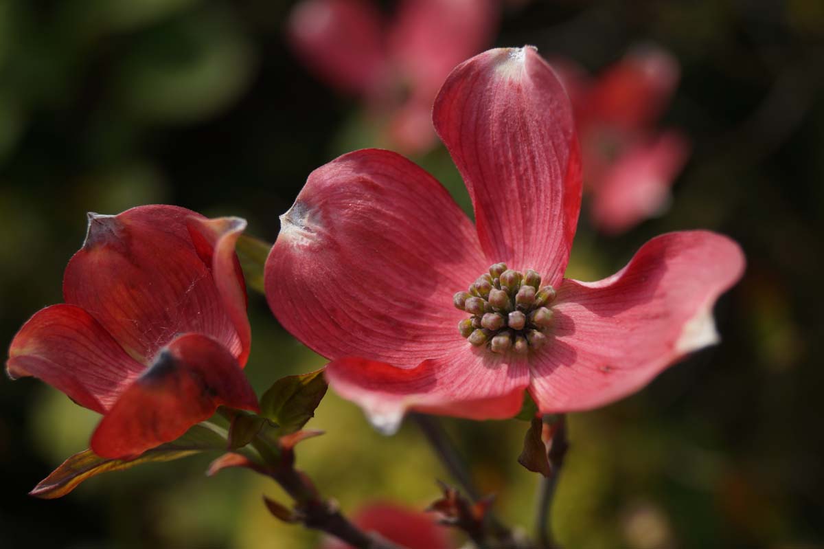 Cornus florida 'Cherokee Chief' bloem
