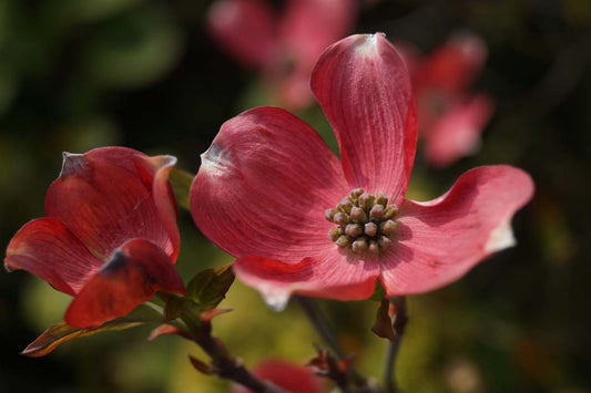 Cornus florida 'Cherokee Chief' Tuinplanten bloem