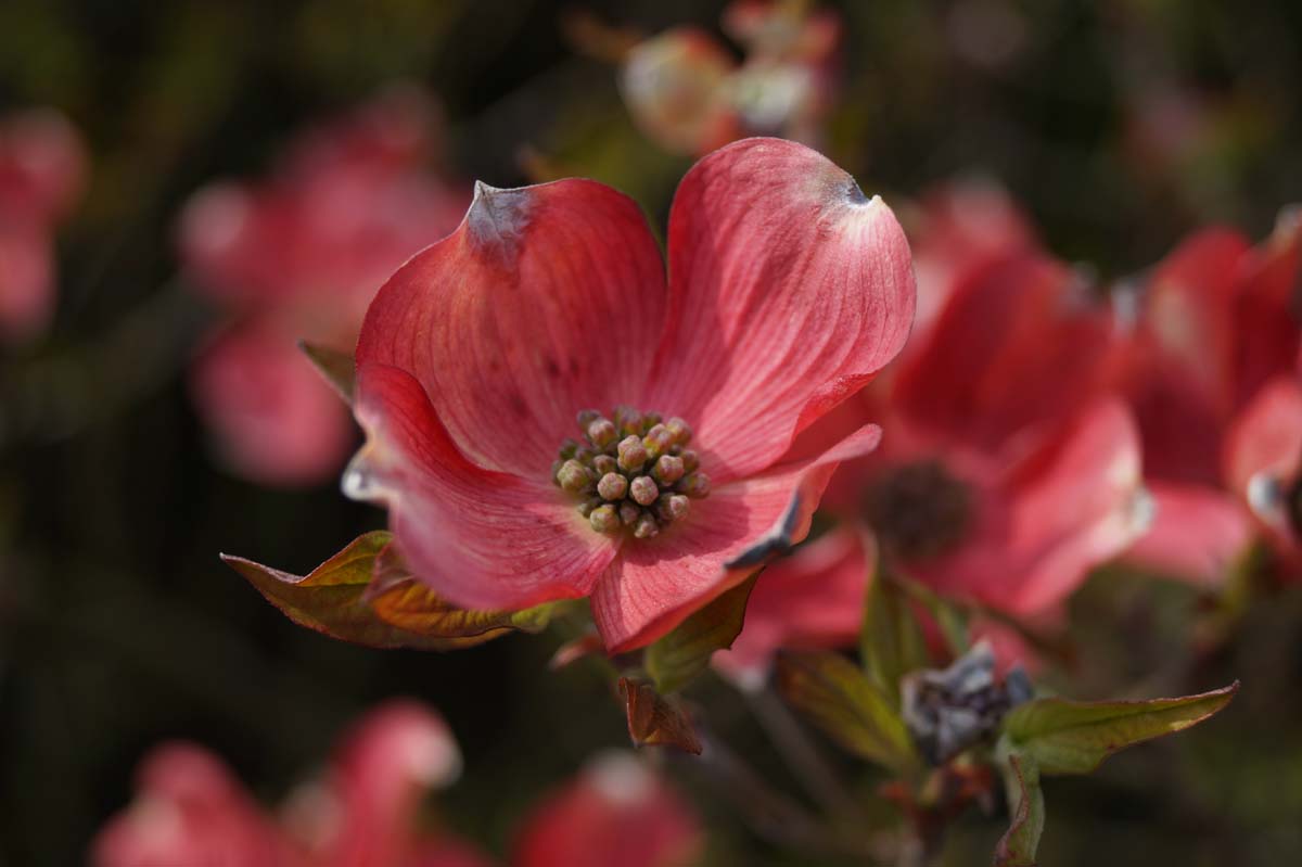 Cornus florida 'Cherokee Chief' meerstammig / struik bloem