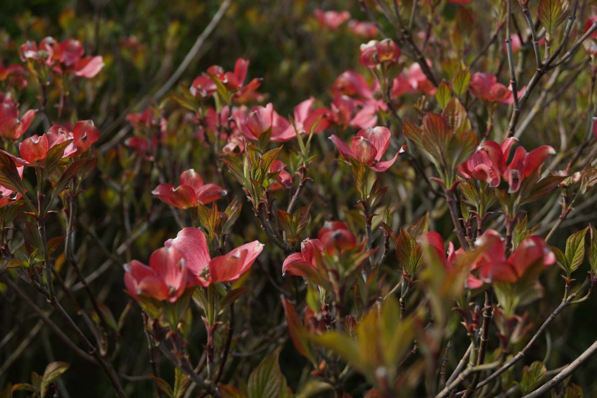 Cornus florida 'Cherokee Chief' bloem